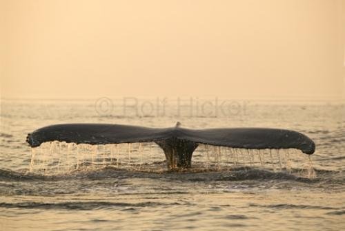 Photo: 
Humpback Whale endangered Megaptera novaeangliae