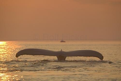 Photo: 
Humpback Whale Pics Sunset