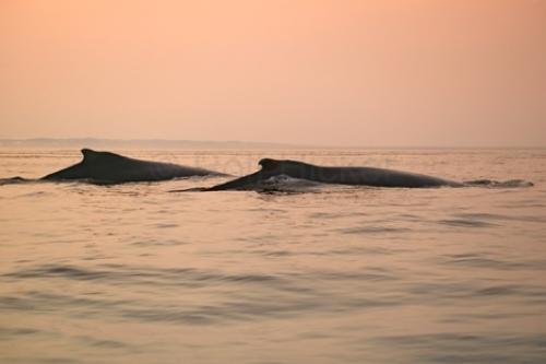 Photo: 
Two Humpback Whales Sunset