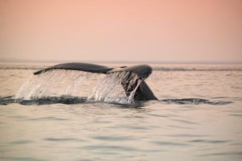 Photo: 
facts about humpback whales