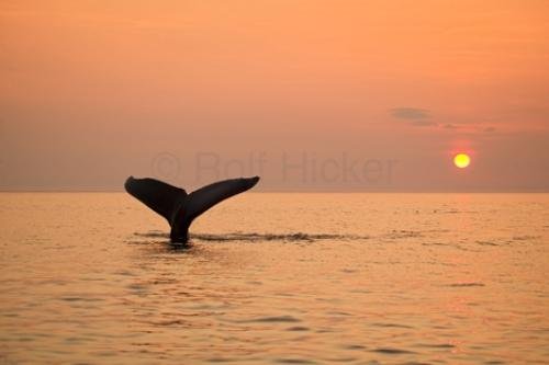 Photo: 
Humpback Whale Fluke With Sunset