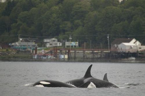 Photo: 
Offshore Killer Whales