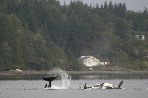 Photo: 
offshore killer whale pod