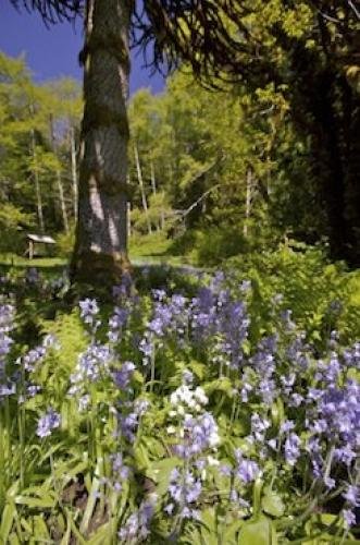Photo: 
Ronning Gardens Trees