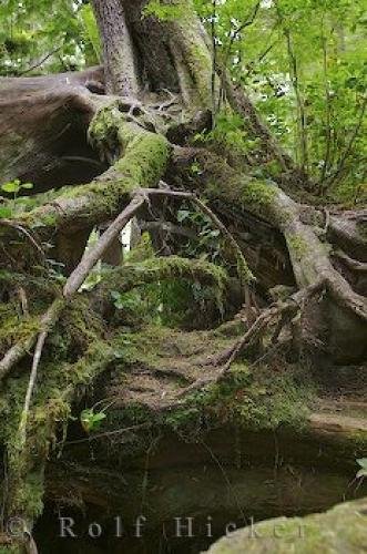 Photo: 
Vancouver Island Trees