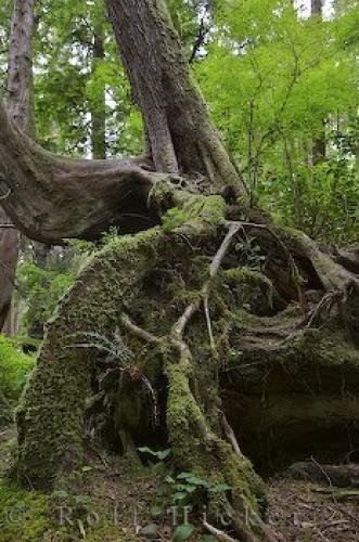 Photo: 
Tree Roots