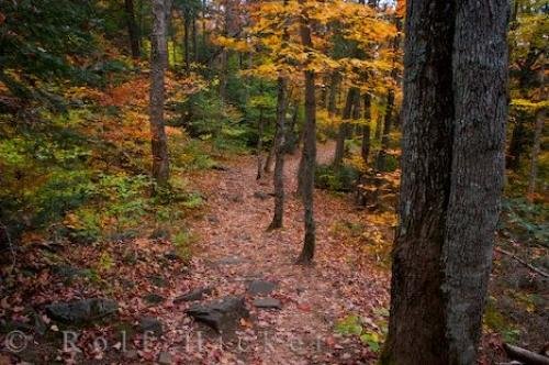 Photo: 
Fall Forest Trail Provincial Park Ontario