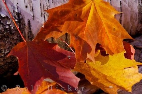 Photo: 
Fall Maple Leaf Impression