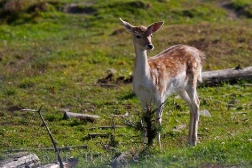 Photo: 
Fallow Deer Picture Parc Omega