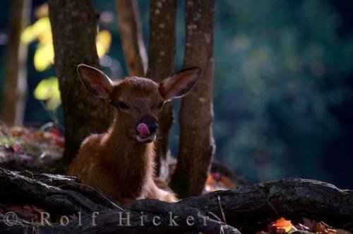 Photo: 
Fawn Deer Autumn Forest Parc Omega Quebec