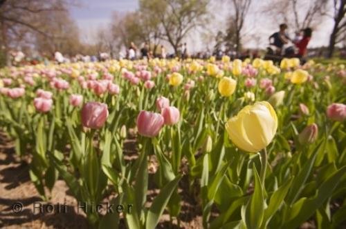 Photo: 
festival