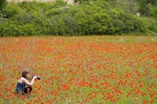 Photo: 
Field Of Poppies