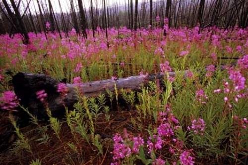 Photo: 
Field Of Flowers