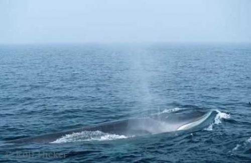 Photo: 
Fin Whale