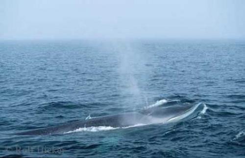 Photo: 
Fin Whale Picture