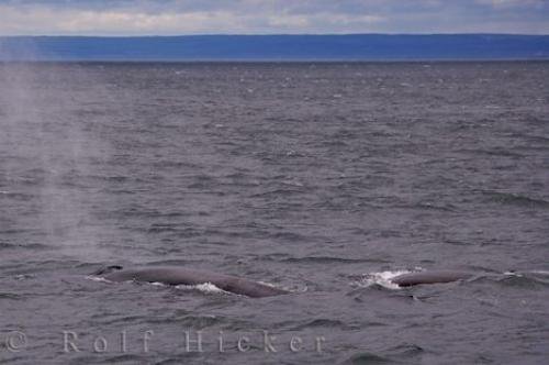 Photo: 
Fin Whales Tadoussac Gulf St Lawrence Quebec Canada