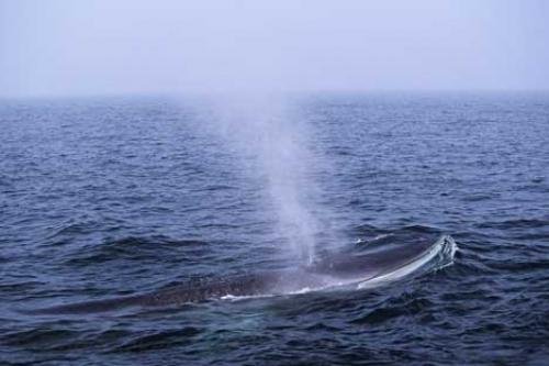 Photo: 
Fin Whale Marine Animal
