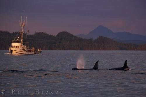 Photo of the people on a fishing boat enjoying a little whale watching off Northern Vancouver Island in British Columbia. Photo: 
Fishing Boat Whale Watching Northern Vancouver Island