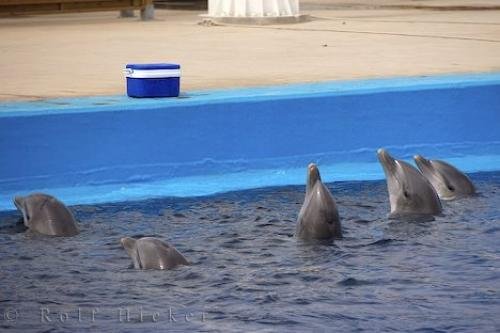 Photo: 
Five Bottlenose Dolphins L Oceanografic Valencia Spain
