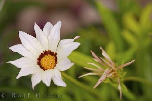 Photo: 
Flower Picture White Gazania Gazania Splendens