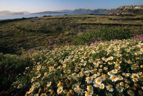 Photo: 
flower meadow