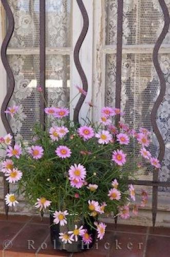 Photo: 
Flowers Gourdon