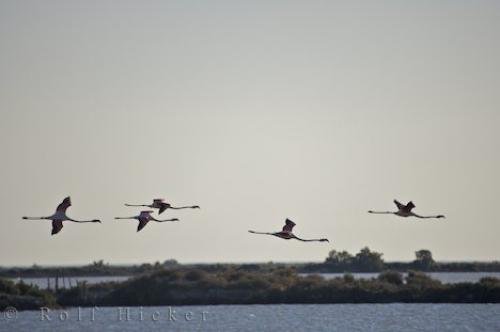 Photo: 
Flying Greater Flamingos Picture Provence France