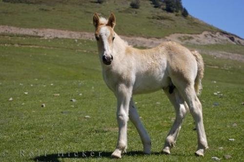 Photo: 
Photo Of A Foal