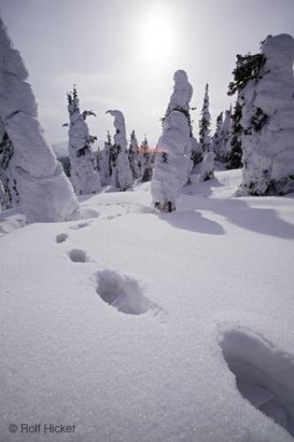 Photo: 
Footprints In Snow Forest