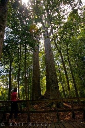Photo: 
Four Sisters Kauri Trees New Zealand
