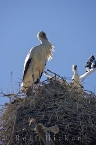 Photo: 
France White Storks