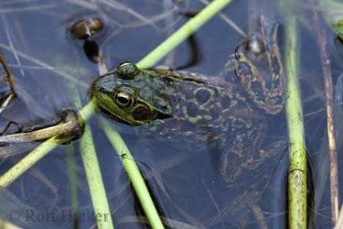 Photo: 
Frog