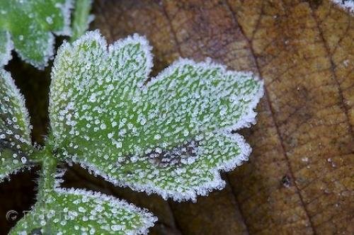 Photo: 
Frosted Leaf