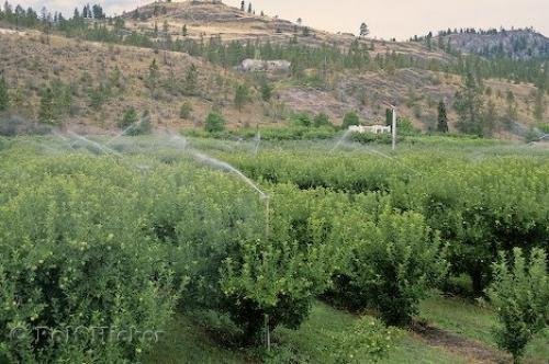 Photo of a fruit farm in the Okanagan Valley of British Columbia, Canada. Photo: 
Fruit Farm