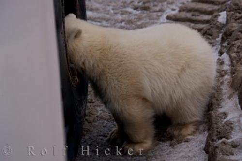 Photo: 
Funny Polar Bear Cub Churchill Manitoba Canada