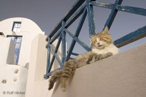 Photo: 
Funny Cat