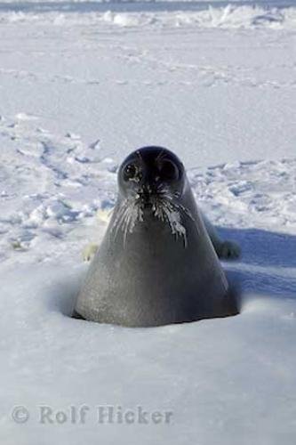 Photo: 
Funny Animals Seal Frozen Whiskers