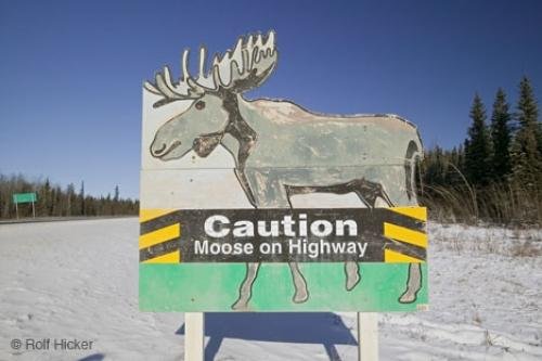Photo: 
Funny Road Sign Caution Moose