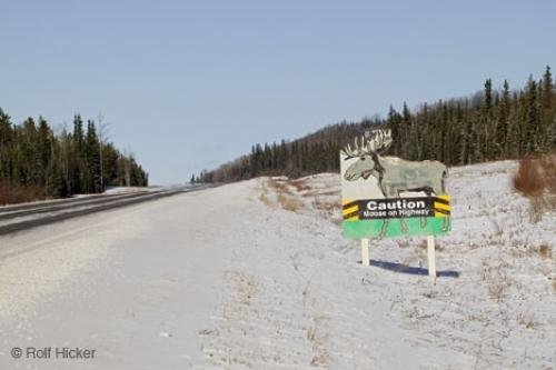 Photo: 
Funny Signs Caution Moose Crossing