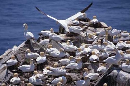 Photo: 
Picture of Gannets