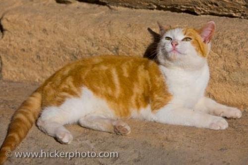 Photo: 
Ginger Cat Picture Palace Steps