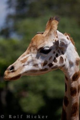 Photo: 
Giraffe Picture