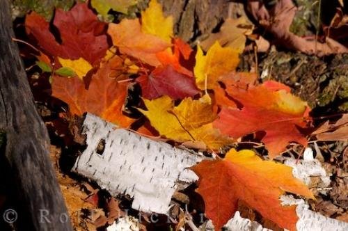 Photo of the pretty golden colors of the forest leaves in Algonquin Provincial Park during fall in Ontario, Canada. Photo: 
Golden Fall Colors Forest Leaves Algonquin Provincial Park Ontario