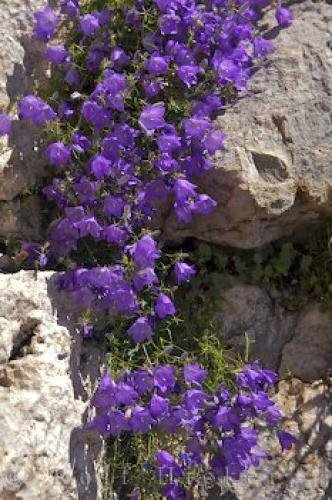 Photo: 
Gourdon Flowers