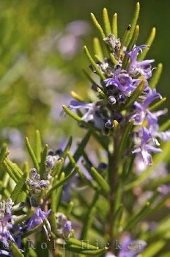 Photo: 
Gourdon France Rosemary Bush
