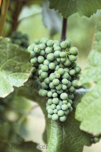 Photo: 
grapes