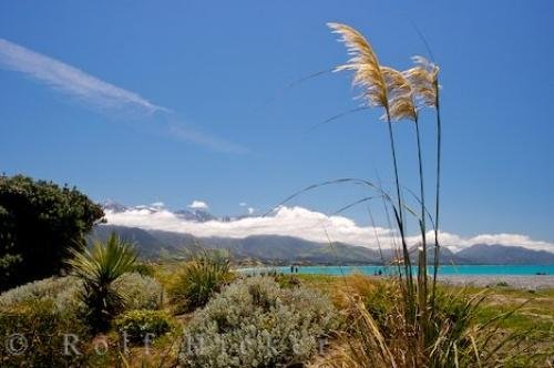 Photo: 
Toi Toi Grass Plants Picture Kaikoura Beach NZ