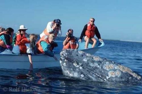 Photo: 
Gray Whale Tourists