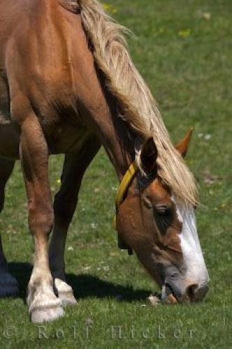 Photo: 
Grazing Horse Bonaigua Pass Catalonia Spain