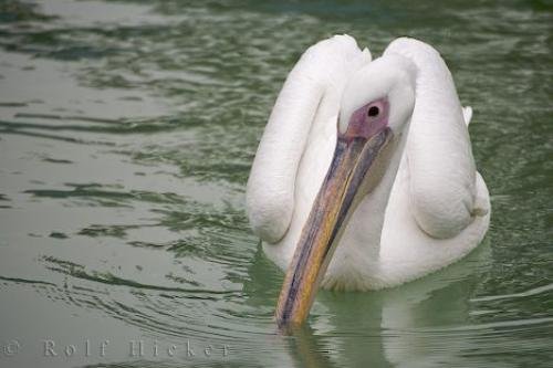 Photo: 
Great White Pelican Picture